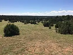 Pinyon-juniper woodland near Heber-Overgaard, Arizona.