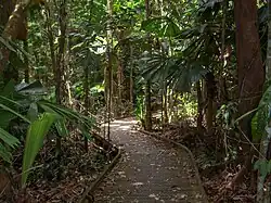 Daintree National Park