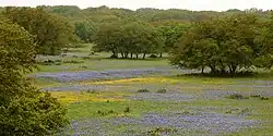 Ranchland with Texas bluebonnets (Lupinus texensis) in western Kerr County (17 April 2015)