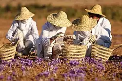 Harvesting saffron, the main agricultural product of&nbsp;this&nbsp;county