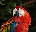 Scarlet macaw, Honduras