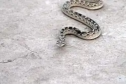Poisonous snake in Tharparkar