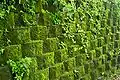 Moss covering a retaining wall at the mine, a result of high humidity