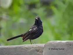 Indian robin in Tharparkar