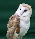 Barn Owl.