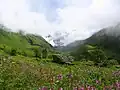 The perpetual alpine meadows in Valley of Flowers, Uttarakhand, India (western Himalayas)