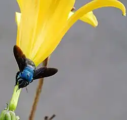Carpenter bee (Xylocopa caerulea)