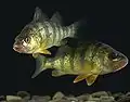 Yellow perch