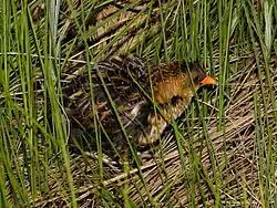 Yellow rail
