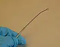 An inoculation loop is used to transfer bacteria for microbiological culture.