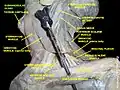 Submandibular gland lateral view