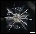 Cladococcus cell, showing the intricate radiolarian skeleton