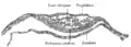 Section through embryonic disk of Vespertilio murinus.