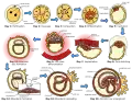 The initial stages of human embryogenesis