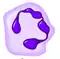 Neutrophil