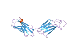 2gee: Crystal Structure of Human Type III Fibronectin Extradomain B and Domain 8