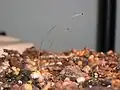 Phycomyces, a fungus, also exhibit phototropism