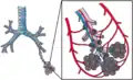 Blood circulation around alveoli