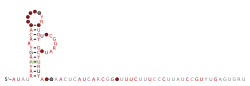RAGATH-35 Secondary structure taken from the Rfam database. Family RF03056