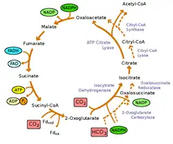 rTCA cycle with the reactants, inter,ediates, and products
