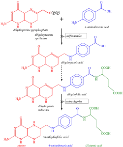 Tetrahydrofolate synthesis pathway.