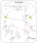 Urea cycle colored.