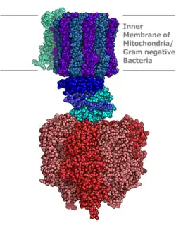 ATP Synthase