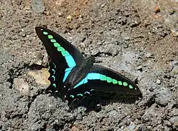 Graphium sarpedon.[3]