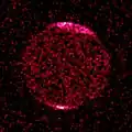 Jupiter in X-ray light