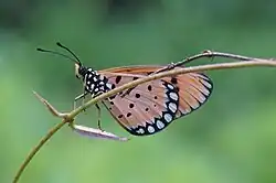 Imago (ventral view)