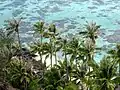 Palms
