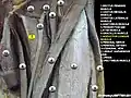 Adductor longus muscle