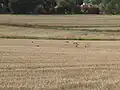Birds in Arkley South Field