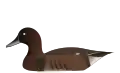 Madagascar pochard (Aythya innotata)