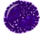 Basophil