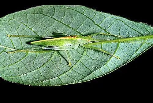 Paraphisis sp., (Meconematinae)