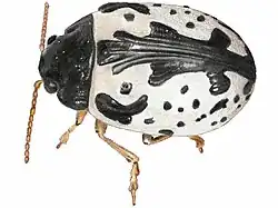 Calligrapha amator
