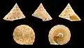 These shells are from the species Calliostoma formosense, originating from the island of Taiwan.