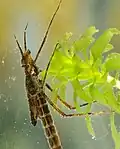 Larva