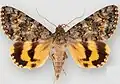 Catocala andromache Andromache underwing