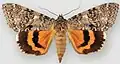 Catocala unijuga once-married underwing