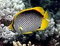 Blackback butterflyfish Chaetodon (Rabdophorus) melannotus