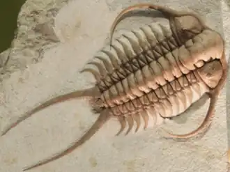 Fossil trilobite. Trilobites first appeared about 521 Ma. They were highly successful and were found everywhere in the ocean for 270 Ma.[277]