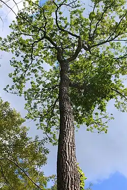 Q.&nbsp;montana in Pennsylvania