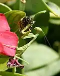 Iris oratoria eating a bee
