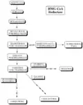 Cholesterol biosynthetic pathway