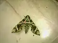 Oleander hawk-moth or army green moth (Daphnis nerii)