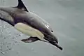 Delphinus delphis