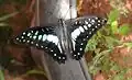 Adult