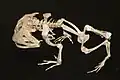 Ceratophrys cornuta skeleton